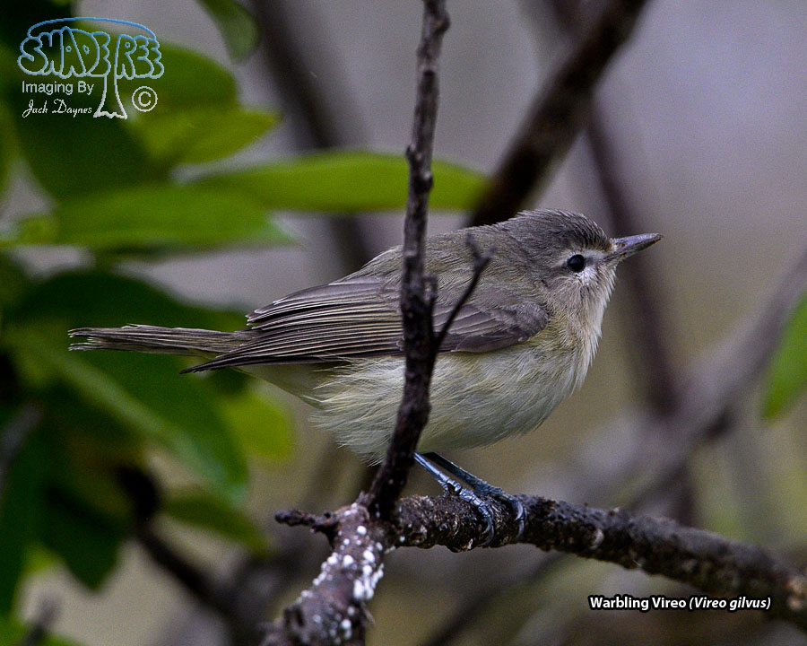 Warbling Vireo - Vireo gilvus