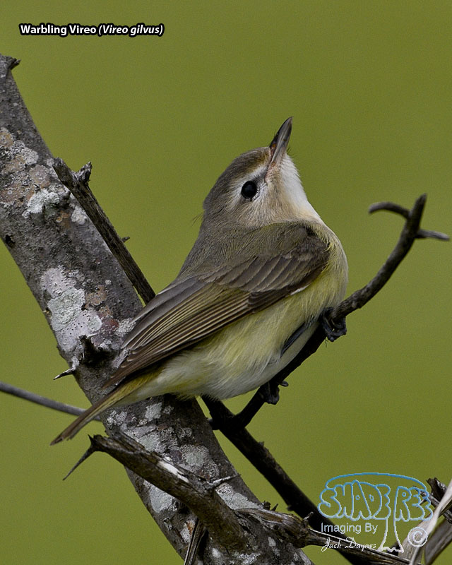 Warbling Vireo - Vireo gilvus
