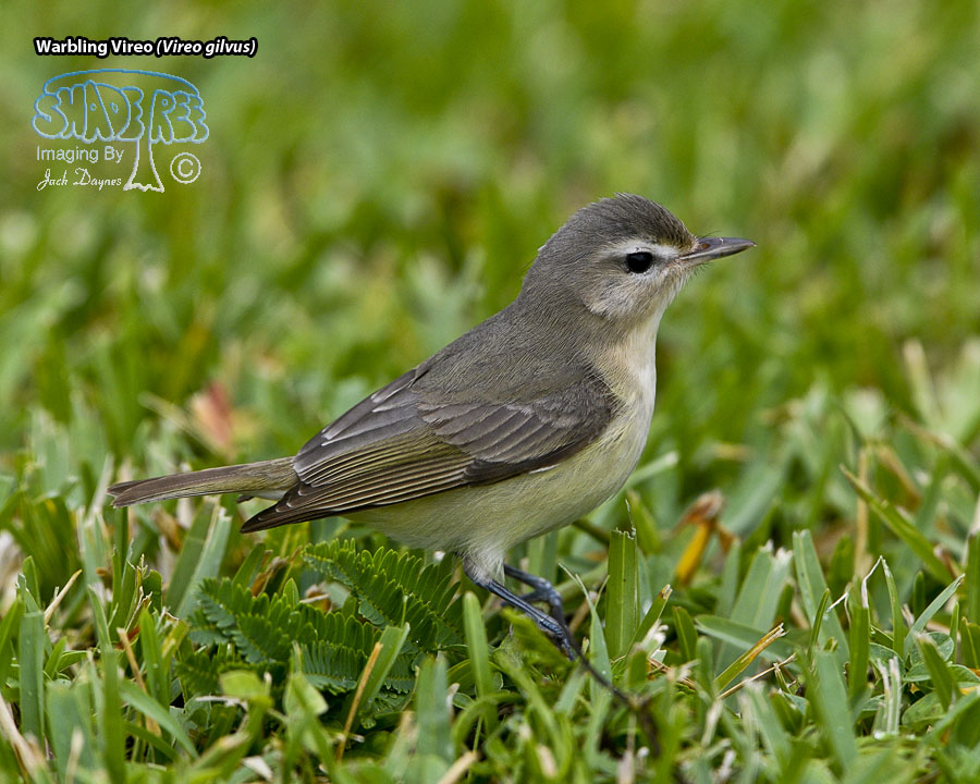 Warbling Vireo - Vireo gilvus