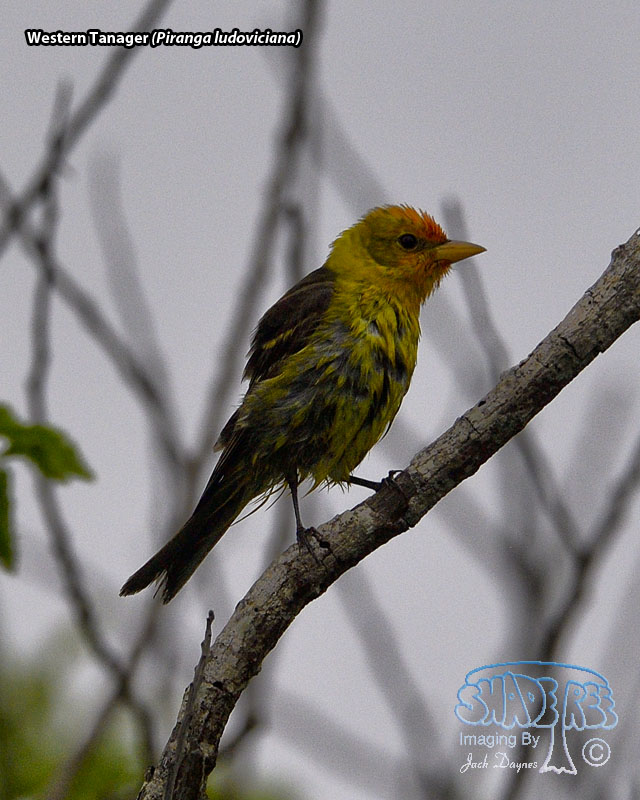 Western Tanager - Piranga ludoviciana