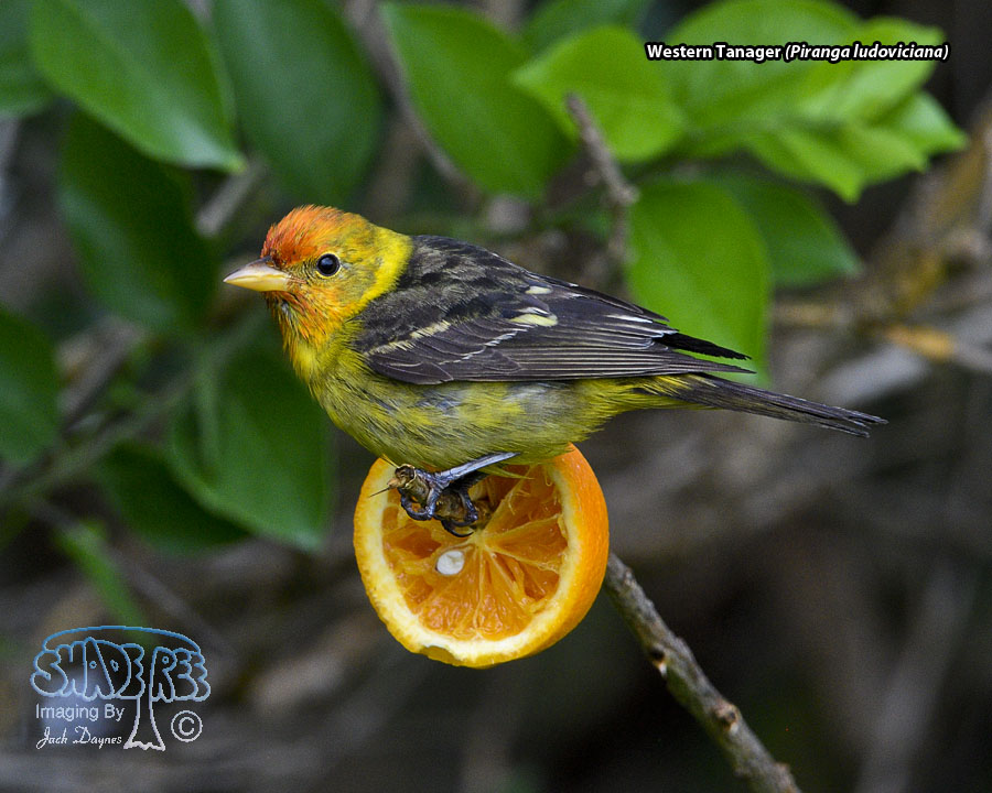 Western Tanager - Piranga ludoviciana