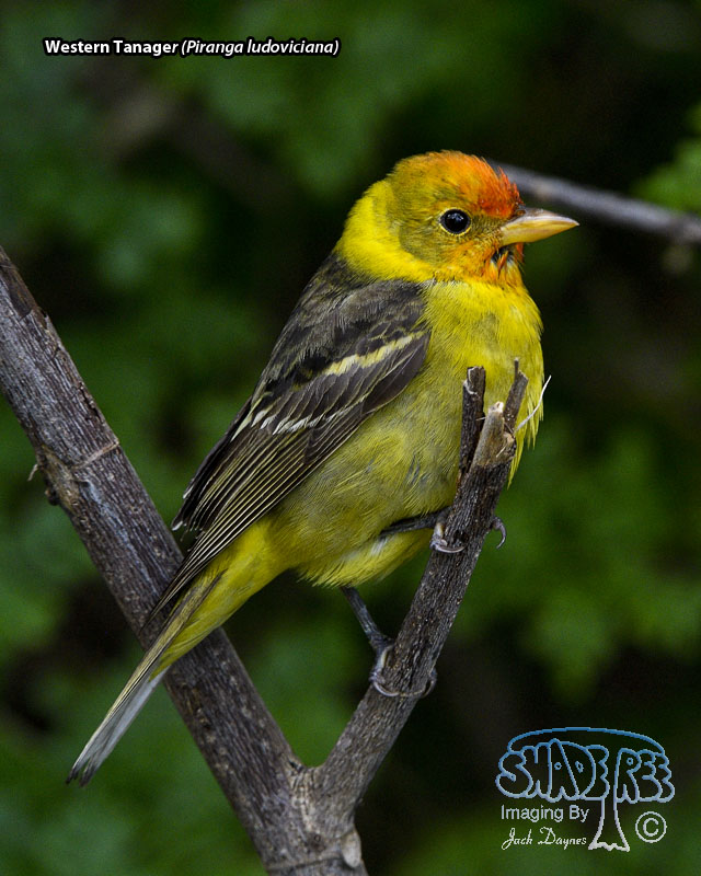 Western Tanager - Piranga ludoviciana