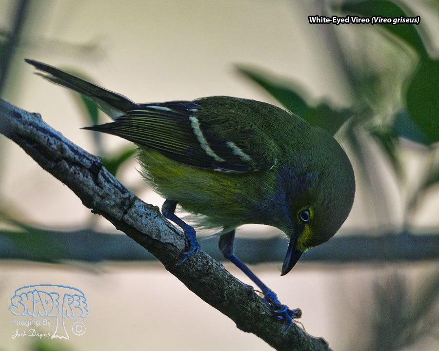 White-Eyed Vireo - Vireo griseus