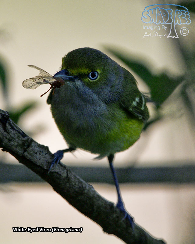 White-Eyed Vireo - Vireo griseus