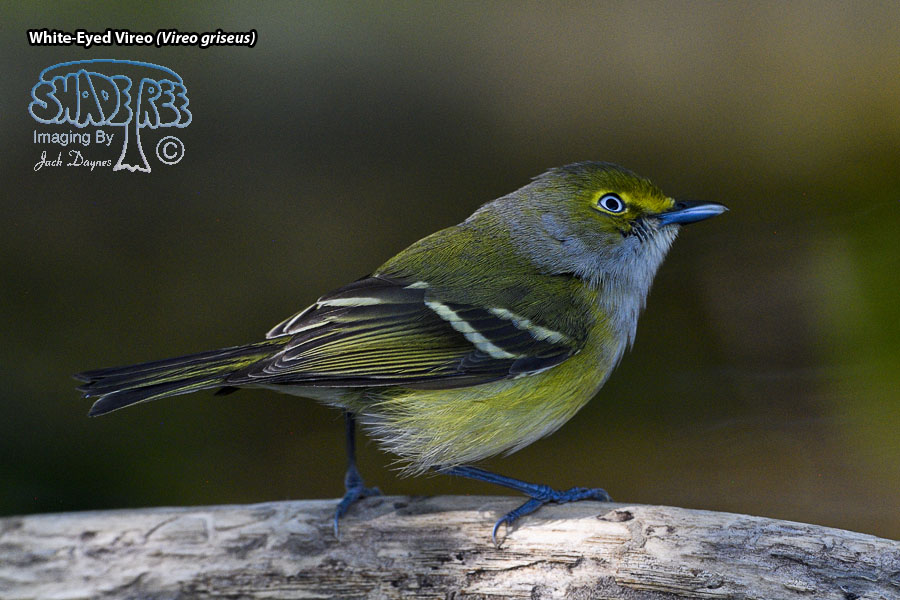 White-Eyed Vireo - Vireo griseus