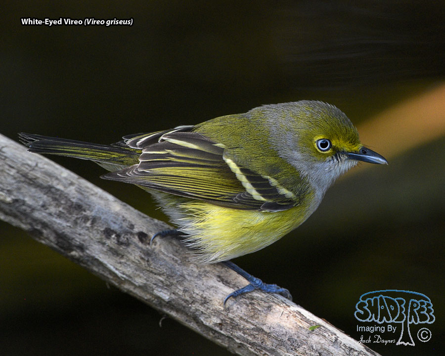 White-Eyed Vireo - Vireo griseus