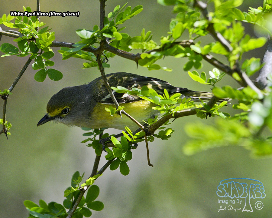 White-Eyed Vireo - Vireo griseus