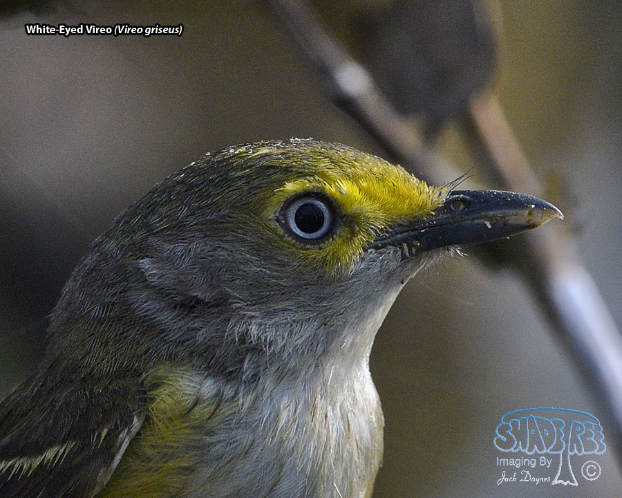 White-Eyed Vireo - Vireo griseus