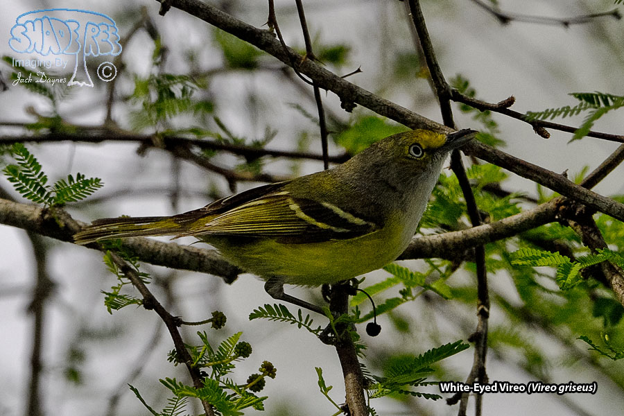 White-Eyed Vireo - Vireo griseus