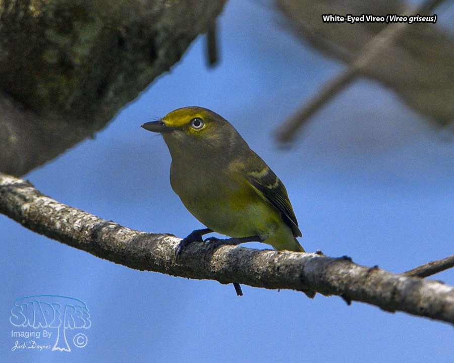 White-Eyed Vireo - Vireo griseus