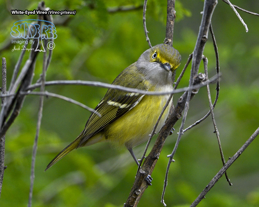 White-Eyed Vireo - Vireo griseus