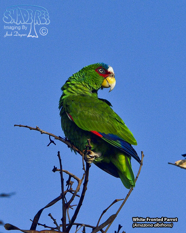 White-Fronted Parrot - Amazona albifrons