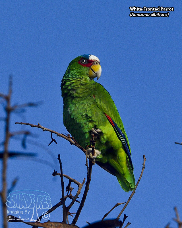White-Fronted Parrot - Amazona albifrons