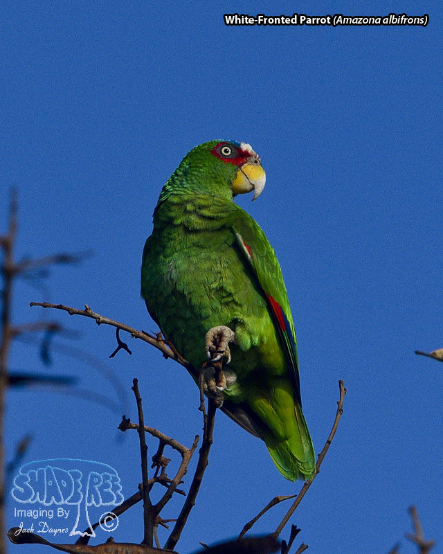 White-Fronted Parrot - Amazona albifrons