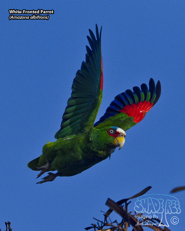White-Fronted Parrot - Amazona albifrons
