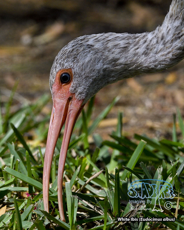 White Ibis - Eudocimus albus