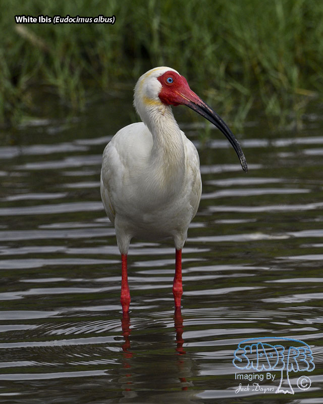 White Ibis - Eudocimus albus