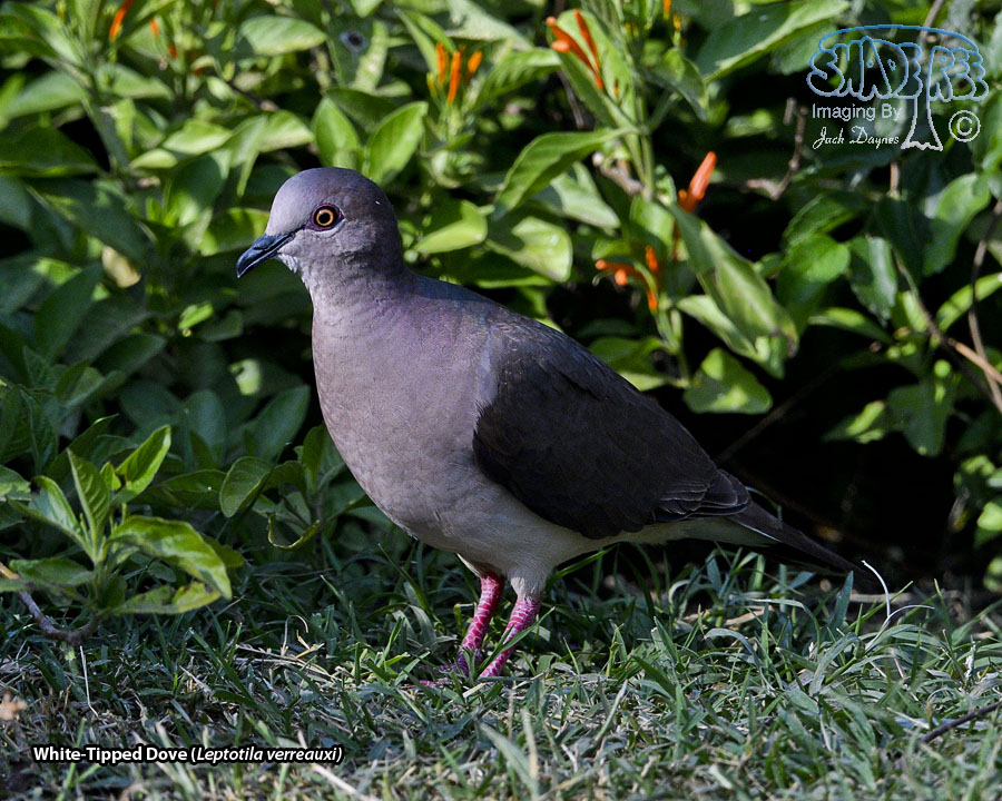 White-Tipped Dove - Leptotila verreauxi
