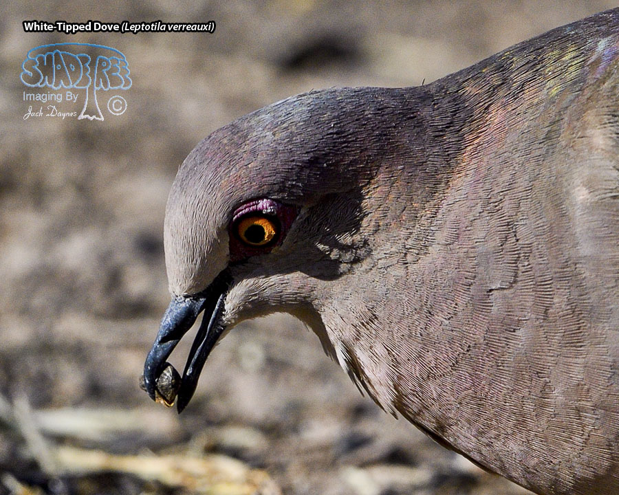 White-Tipped Dove - Leptotila verreauxi