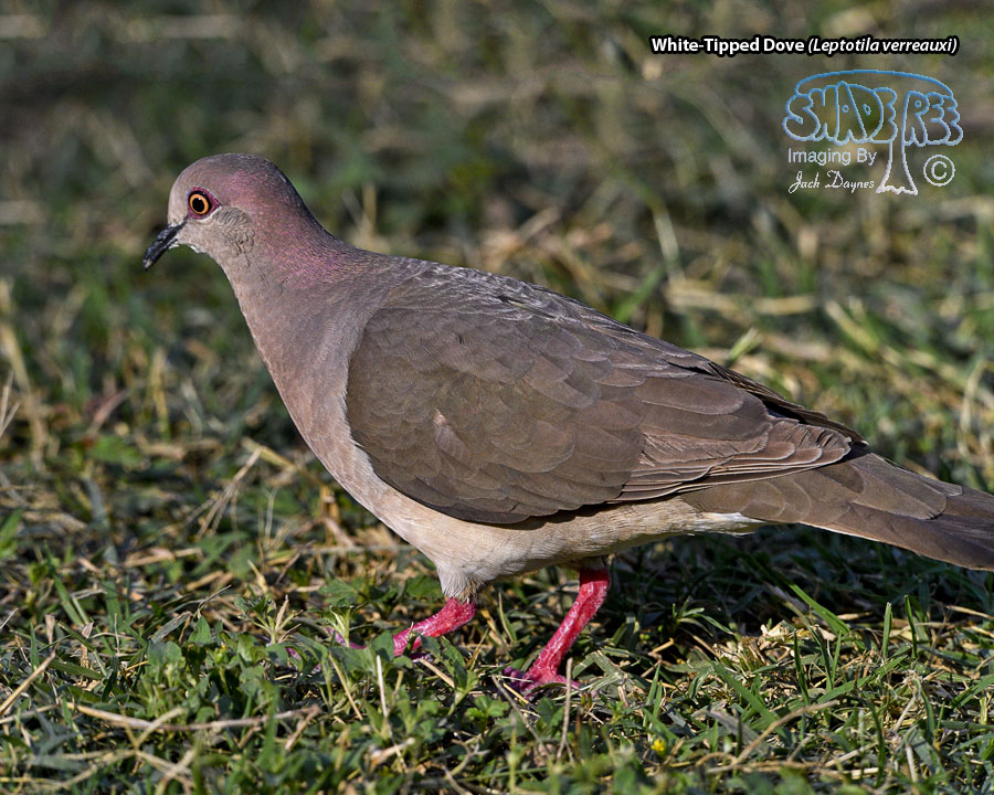 White-Tipped Dove - Leptotila verreauxi