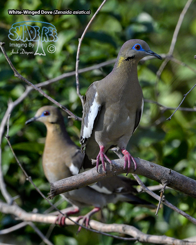 White-Winged Dove - Zenaida asiatica