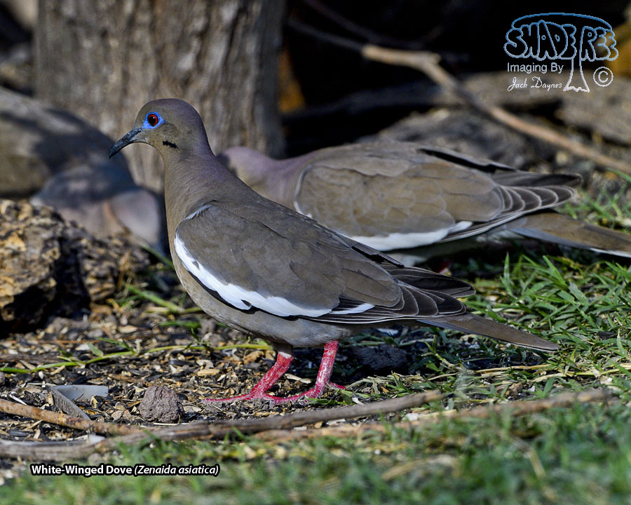White-Winged Dove - Zenaida asiatica
