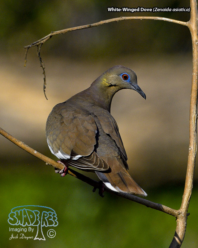White-Winged Dove - Zenaida asiatica