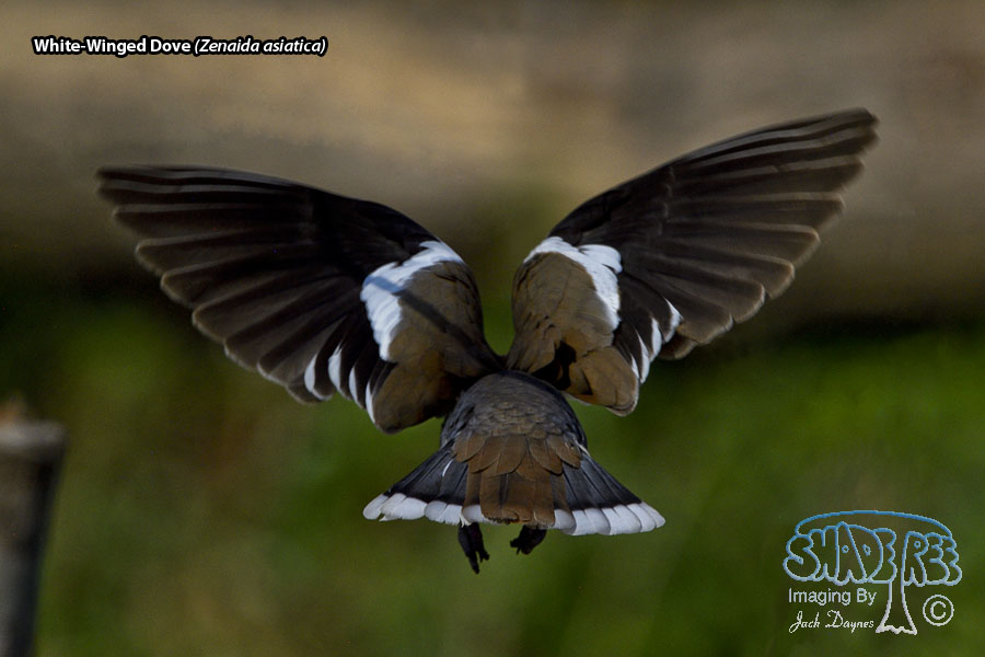 White-Winged Dove - Zenaida asiatica
