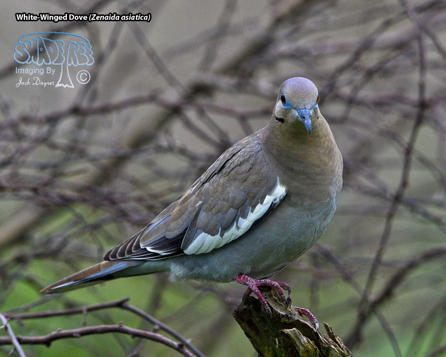 White-Winged Dove - Zenaida asiatica