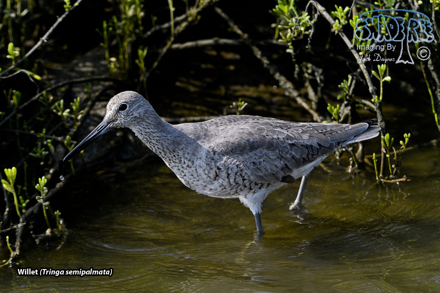 Willet - Tringa semipalmata