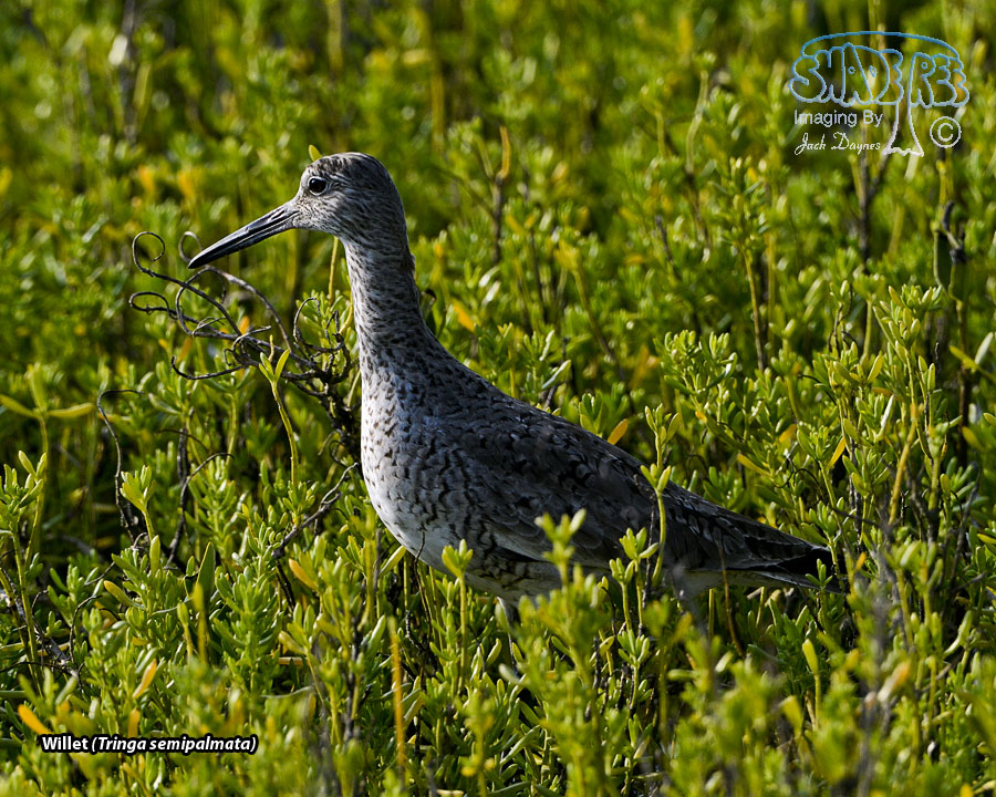 Willet - Tringa semipalmata