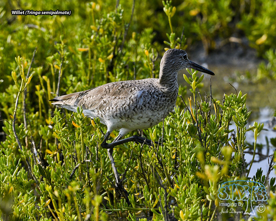 Willet - Tringa semipalmata