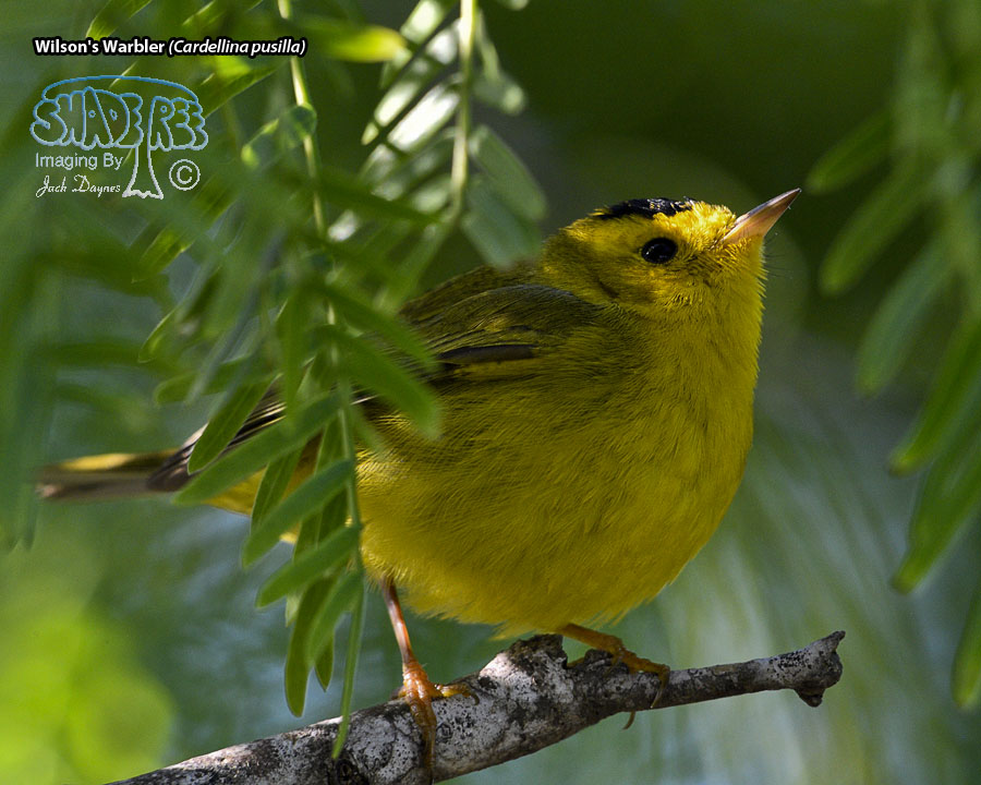 Wilson's Warbler - Cardellina pusilla