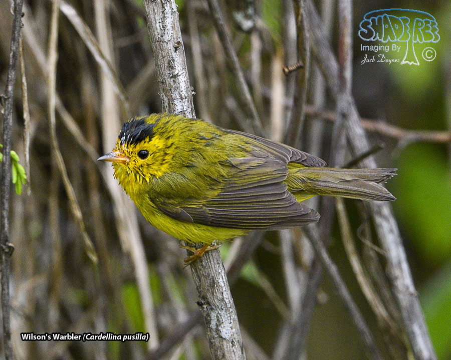 Wilson's Warbler - Cardellina pusilla