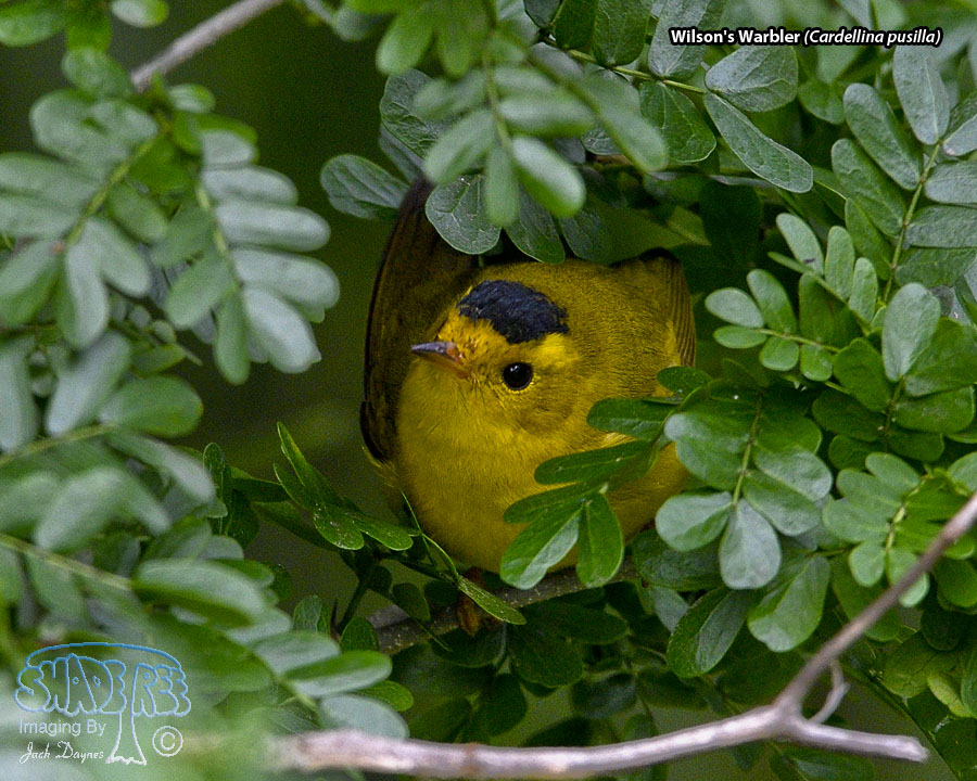 Wilson's Warbler - Cardellina pusilla