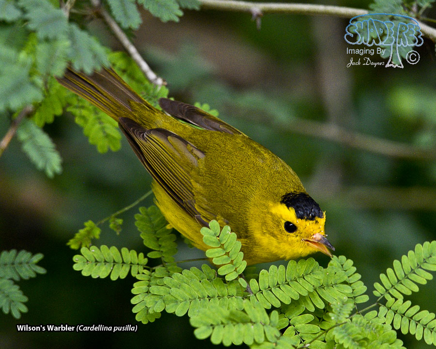 Wilson's Warbler - Cardellina pusilla