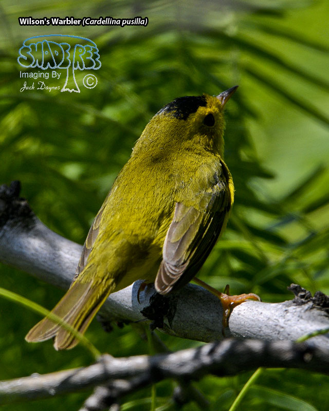 Wilson's Warbler - Cardellina pusilla