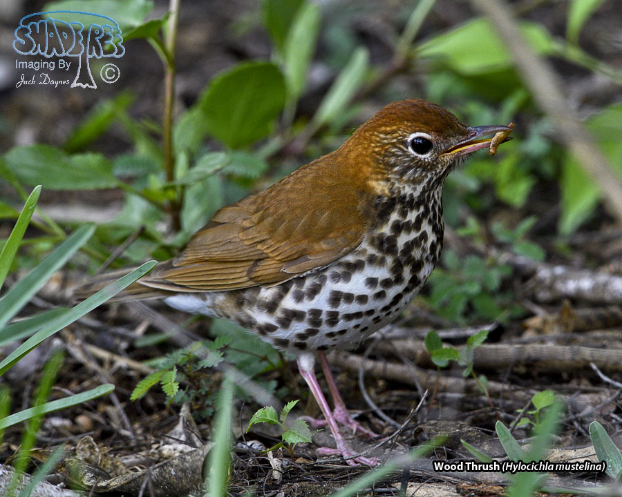 Wood Thrush - Hylocichla mustelina