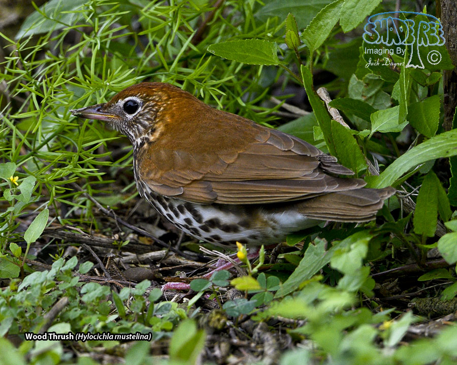 Wood Thrush - Hylocichla mustelina