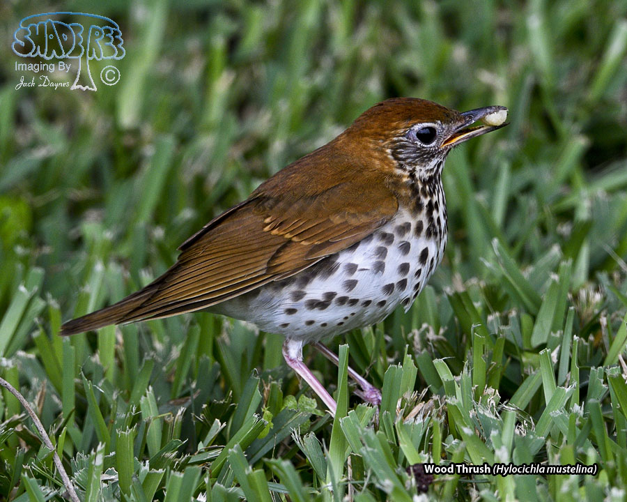 Wood Thrush - Hylocichla mustelina