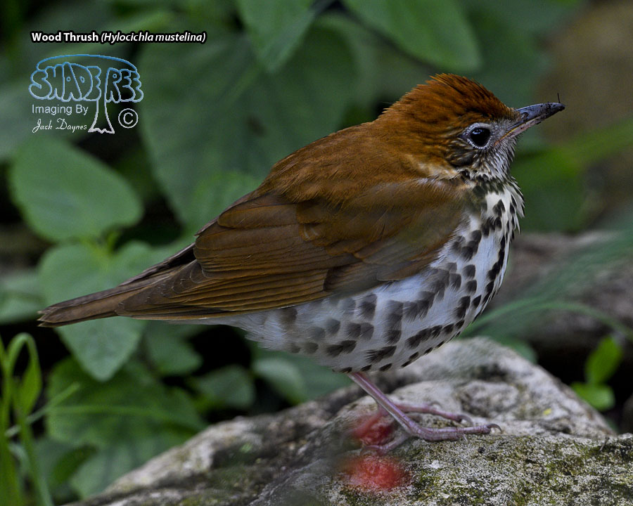 Wood Thrush - Hylocichla mustelina