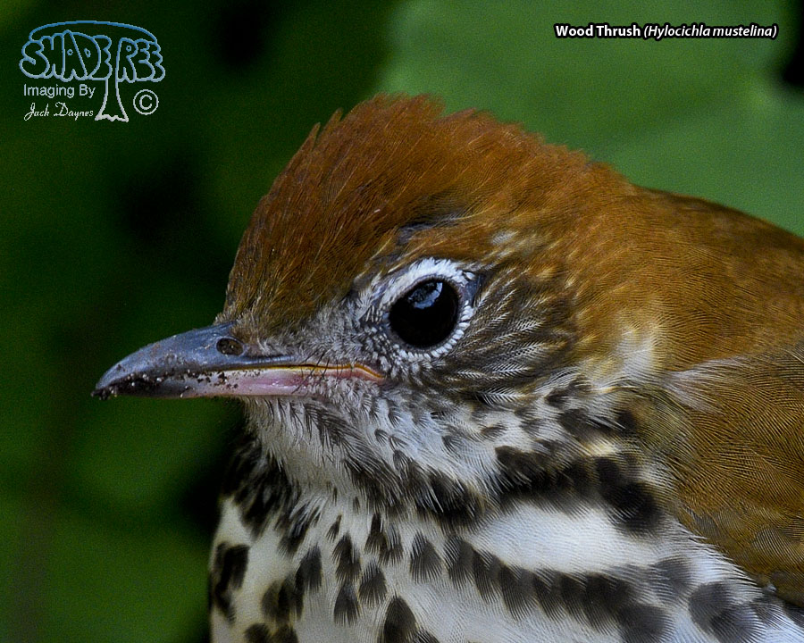 Wood Thrush - Hylocichla mustelina