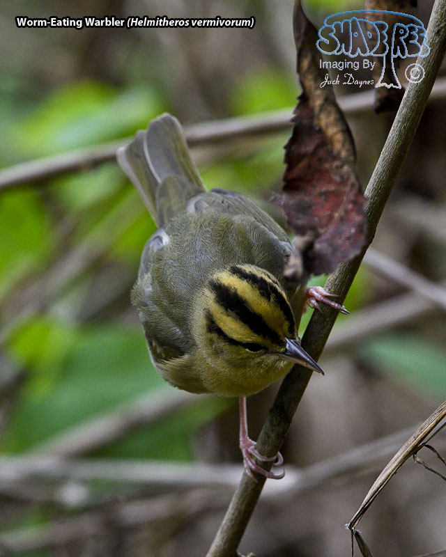Worm-Eating Warbler - Helmitheros vermivorum