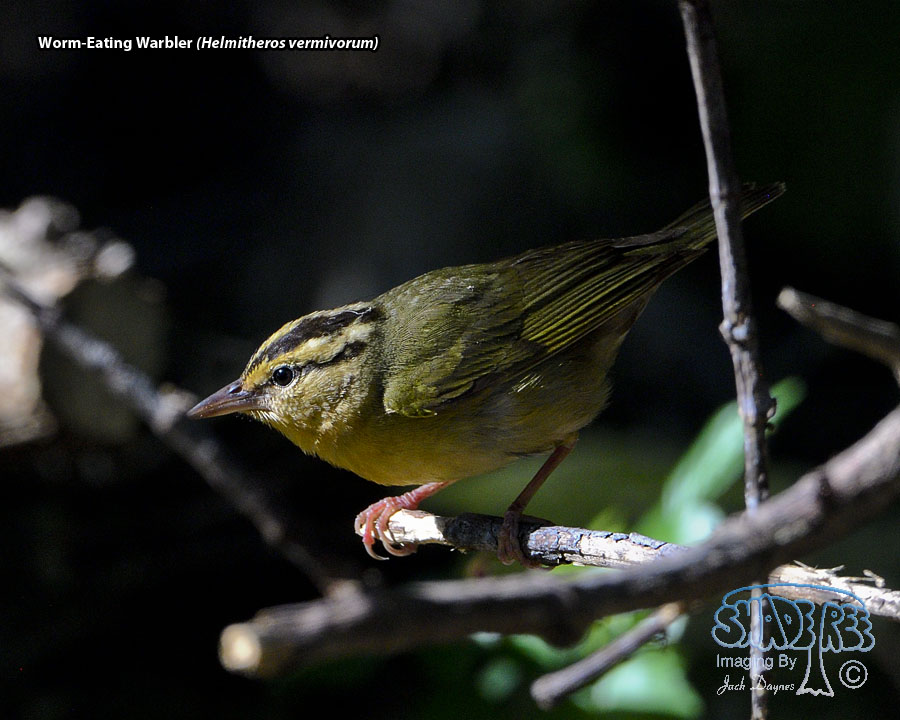 Worm-Eating Warbler - Helmitheros vermivorum