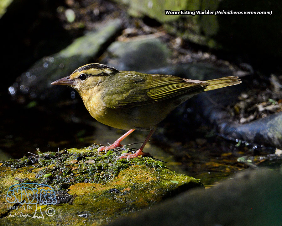 Worm-Eating Warbler - Helmitheros vermivorum