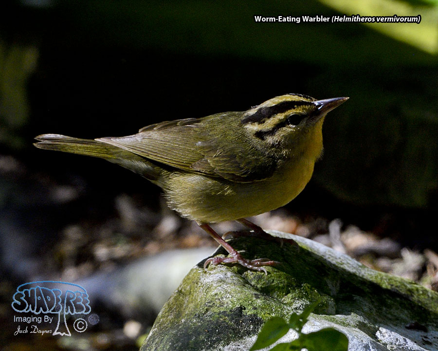 Worm-Eating Warbler - Helmitheros vermivorum