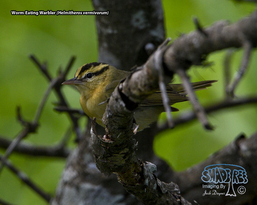 Worm-Eating Warbler - Helmitheros vermivorum