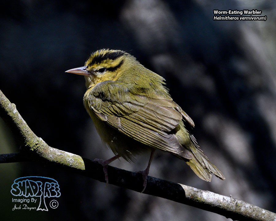 Worm-Eating Warbler - Helmitheros vermivorum