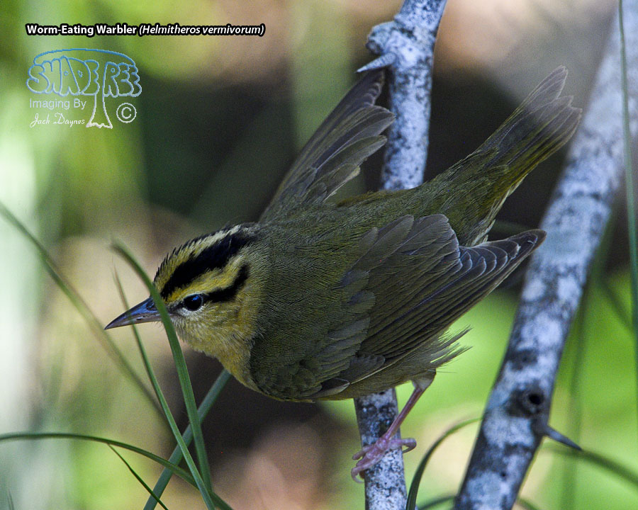 Worm-Eating Warbler - Helmitheros vermivorum