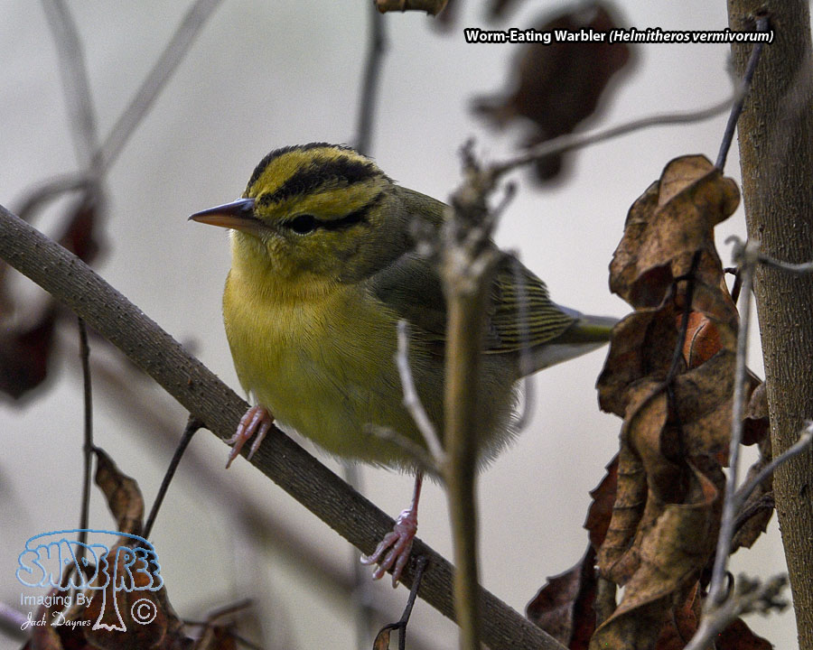 Worm-Eating Warbler - Helmitheros vermivorum